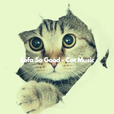 Sofa So Good - Cat Music