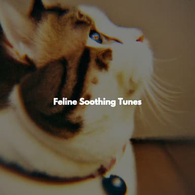 Feline Soothing Tunes