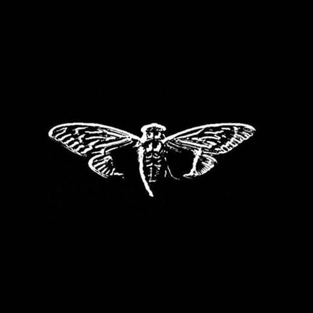 Paper Moth