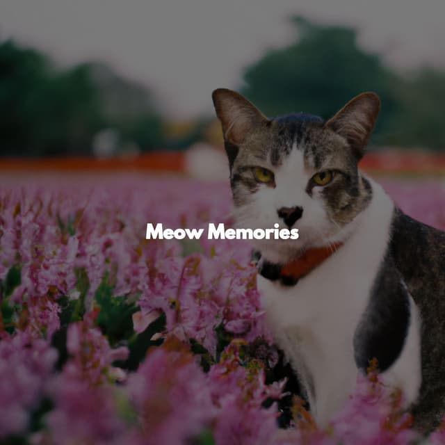 Meow Memories