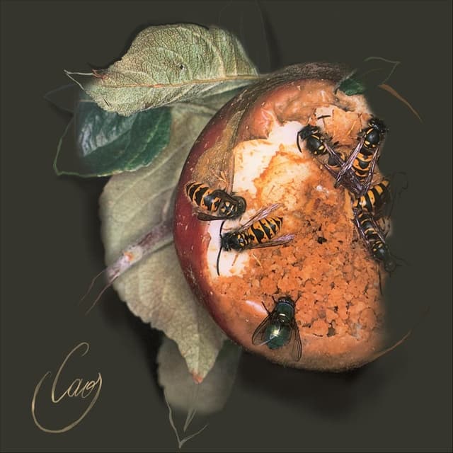 Caos