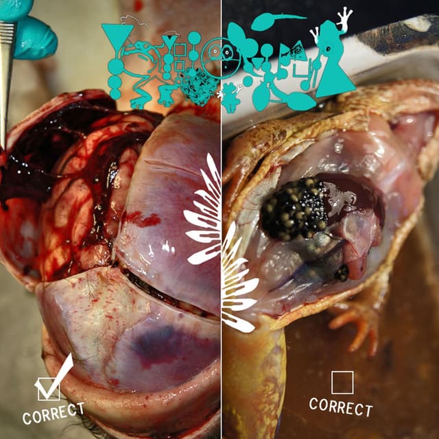 Correct Dissect