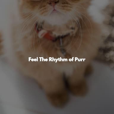 Feel The Rhythm of Purr