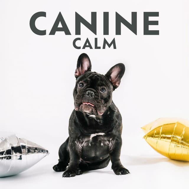 Canine Calm: Pet Hz Therapy for Anxiety Relief, Harmony and Peace, Animal Reiki