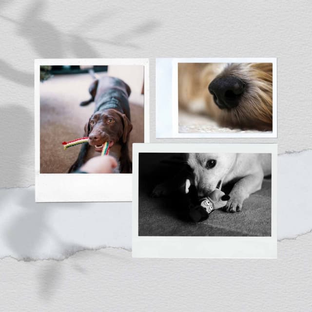 Dream Like - Cozy Dogs