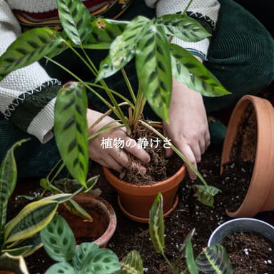 植物の静けさ