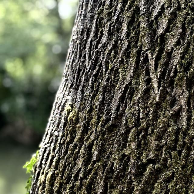Paradise Tree