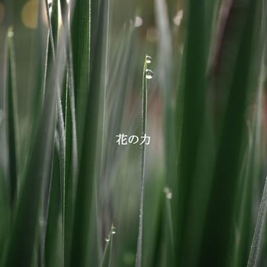 花の力